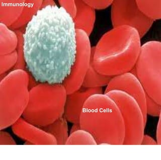 Immunology




             Blood Cells
 