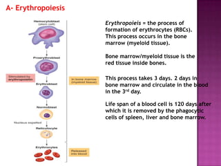 Genesis Of Rbc Bloodcells and hematopoesis 2013 | PPTX
