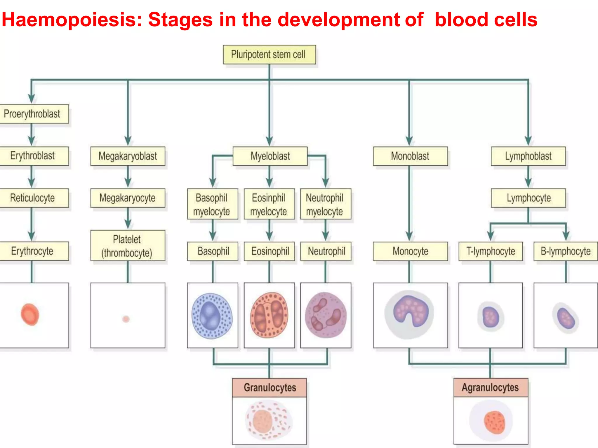 Blood cells and hematopoesis | PPTX