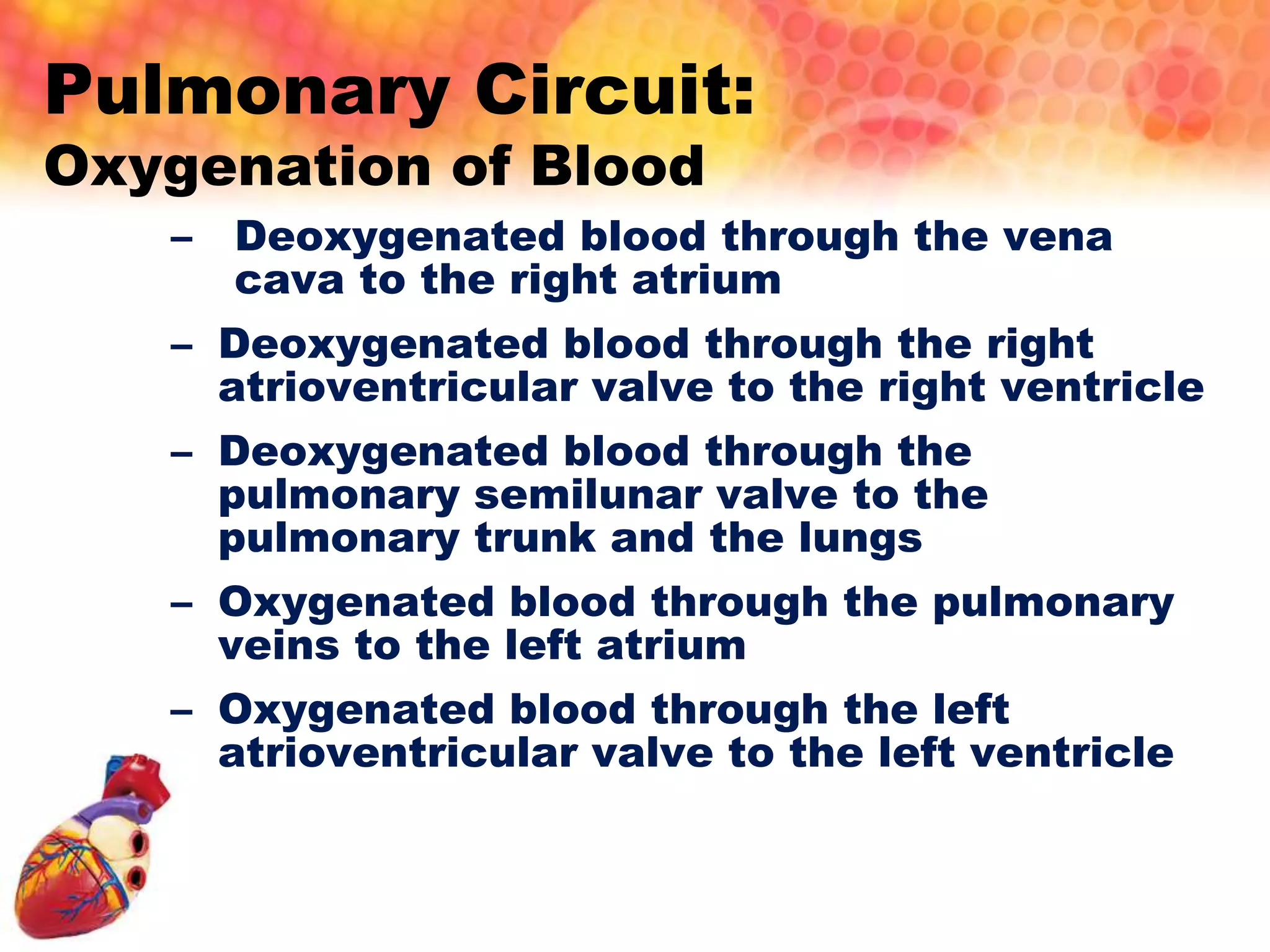 Blood circulatory system | PPTX