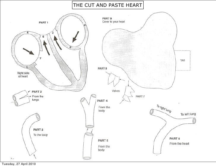 Blood & circulation