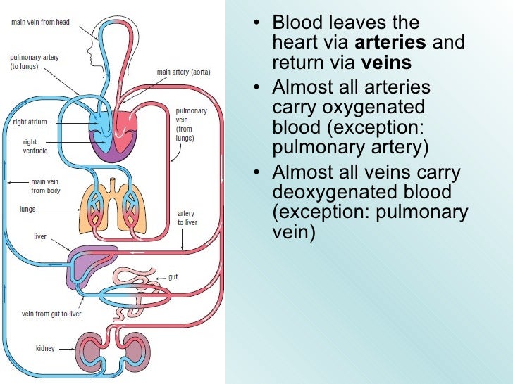 13 Blood & Circulation