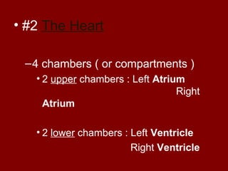 • #2 The Heart
–4 chambers ( or compartments )
• 2 upper chambers : Left Atrium
Right
Atrium
• 2 lower chambers : Left Ventricle
Right Ventricle
 