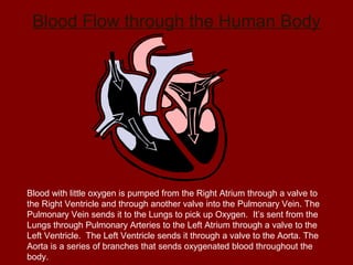 Blood Flow through the Human Body
Blood with little oxygen is pumped from the Right Atrium through a valve to
the Right Ventricle and through another valve into the Pulmonary Vein. The
Pulmonary Vein sends it to the Lungs to pick up Oxygen. It’s sent from the
Lungs through Pulmonary Arteries to the Left Atrium through a valve to the
Left Ventricle. The Left Ventricle sends it through a valve to the Aorta. The
Aorta is a series of branches that sends oxygenated blood throughout the
body.
 