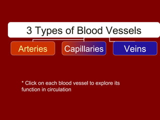 3 Types of Blood Vessels
Arteries Capillaries Veins
* Click on each blood vessel to explore its
function in circulation
 
