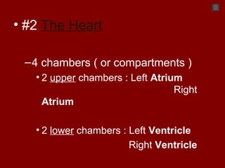 • #2 The Heart
–4 chambers ( or compartments )
• 2 upper chambers : Left Atrium
Right
Atrium
• 2 lower chambers : Left Ventricle
Right Ventricle
 