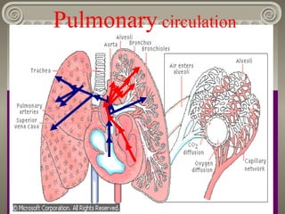 Pulmonary circulation
 
