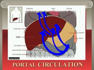 PORTALPORTAL CIRCULATIONCIRCULATION
 