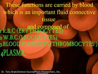 These functions are carried by blood
which is an important fluid connective
tissue
and composed of
 