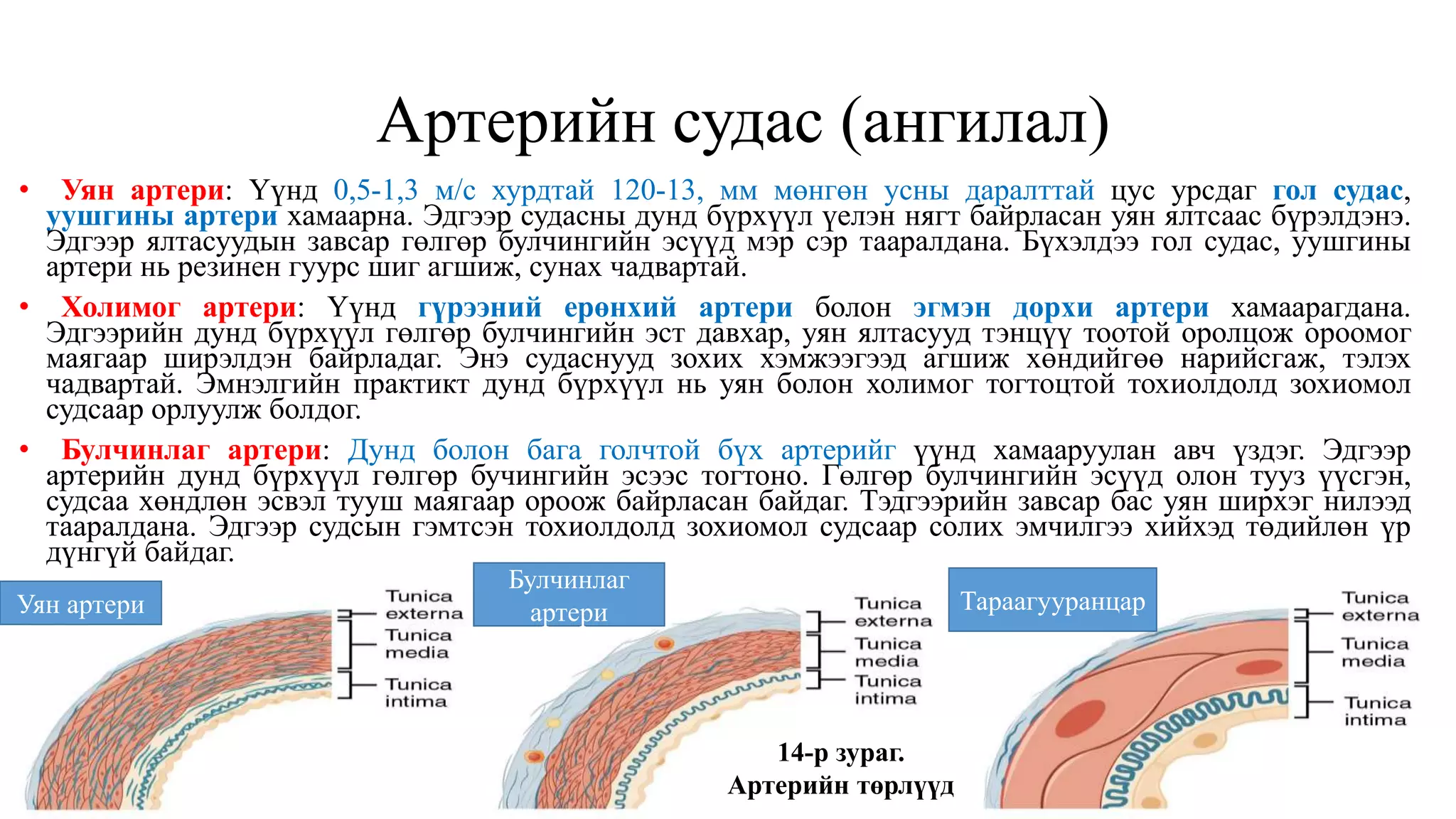 Артерийн судас (ангилал)
• Уян артери: Үүнд 0,5-1,3 м/с хурдтай 120-13, мм мөнгөн усны даралттай цус урсдаг гол судас,
уушгины артери хамаарна. Эдгээр судасны дунд бүрхүүл үелэн нягт байрласан уян ялтсаас бүрэлдэнэ.
Эдгээр ялтасуудын завсар гөлгөр булчингийн эсүүд мэр сэр тааралдана. Бүхэлдээ гол судас, уушгины
артери нь резинен гуурс шиг агшиж, сунах чадвартай.
• Холимог артери: Үүнд гүрээний ерөнхий артери болон эгмэн дорхи артери хамаарагдана.
Эдгээрийн дунд бүрхүүл гөлгөр булчингийн эст давхар, уян ялтасууд тэнцүү тоотой оролцож ороомог
маягаар ширэлдэн байрладаг. Энэ судаснууд зохих хэмжээгээд агшиж хөндийгөө нарийсгаж, тэлэх
чадвартай. Эмнэлгийн практикт дунд бүрхүүл нь уян болон холимог тогтоцтой тохиолдолд зохиомол
судсаар орлуулж болдог.
• Булчинлаг артери: Дунд болон бага голчтой бүх артерийг үүнд хамааруулан авч үздэг. Эдгээр
артерийн дунд бүрхүүл гөлгөр бучингийн эсээс тогтоно. Гөлгөр булчингийн эсүүд олон тууз үүсгэн,
судсаа хөндлөн эсвэл тууш маягаар ороож байрласан байдаг. Тэдгээрийн завсар бас уян ширхэг нилээд
тааралдана. Эдгээр судсын гэмтсэн тохиолдолд зохиомол судсаар солих эмчилгээ хийхэд төдийлөн үр
дүнгүй байдаг.
14-р зураг.
Артерийн төрлүүд
Уян артери
Булчинлаг
артери Тараагууранцар
 