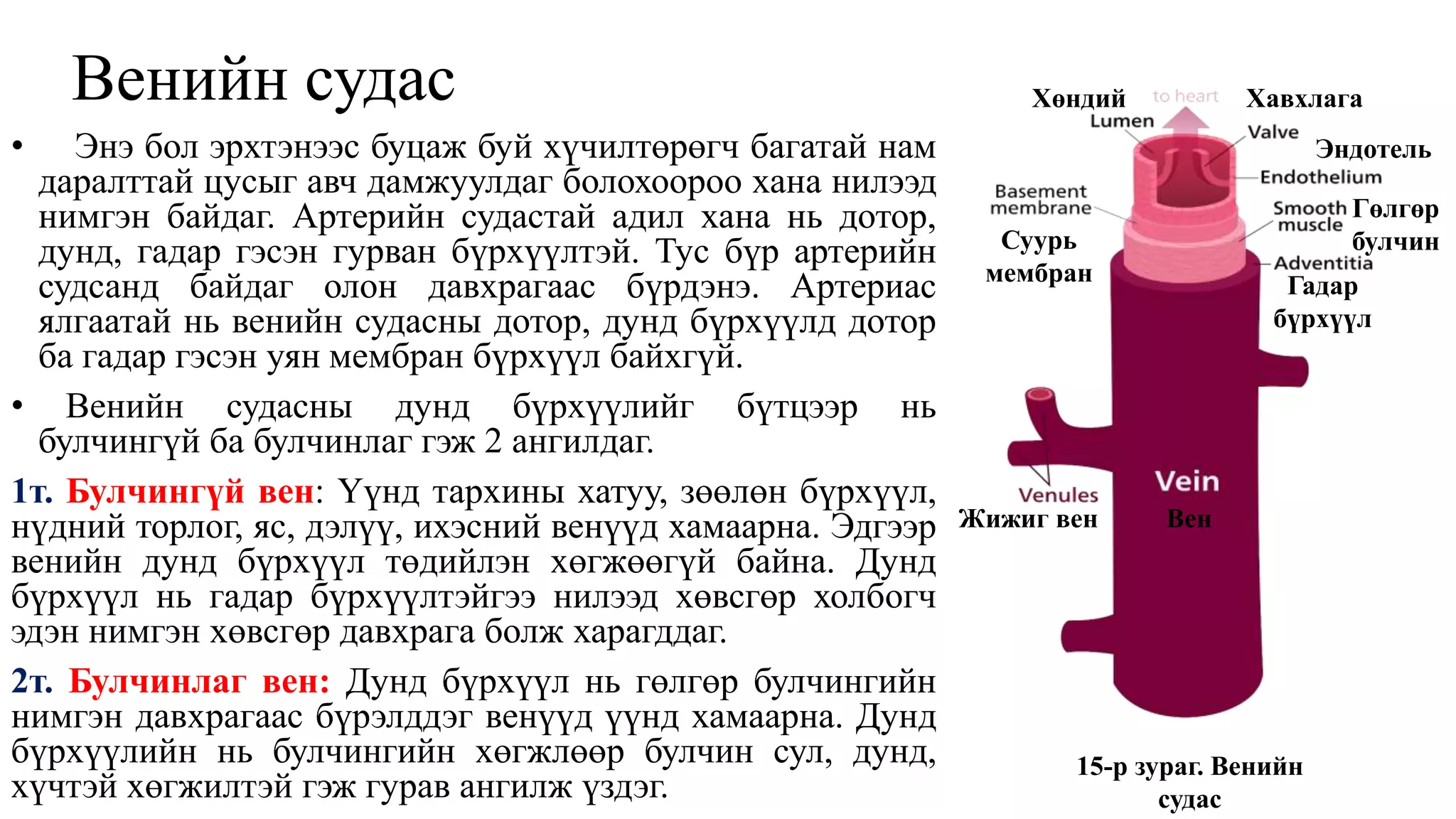 Венийн судас
• Энэ бол эрхтэнээс буцаж буй хүчилтөрөгч багатай нам
даралттай цусыг авч дамжуулдаг болохоороо хана нилээд
нимгэн байдаг. Артерийн судастай адил хана нь дотор,
дунд, гадар гэсэн гурван бүрхүүлтэй. Тус бүр артерийн
судсанд байдаг олон давхрагаас бүрдэнэ. Артериас
ялгаатай нь венийн судасны дотор, дунд бүрхүүлд дотор
ба гадар гэсэн уян мембран бүрхүүл байхгүй.
• Венийн судасны дунд бүрхүүлийг бүтцээр нь
булчингүй ба булчинлаг гэж 2 ангилдаг.
1т. Булчингүй вен: Үүнд тархины хатуу, зөөлөн бүрхүүл,
нүдний торлог, яс, дэлүү, ихэсний венүүд хамаарна. Эдгээр
венийн дунд бүрхүүл төдийлэн хөгжөөгүй байна. Дунд
бүрхүүл нь гадар бүрхүүлтэйгээ нилээд хөвсгөр холбогч
эдэн нимгэн хөвсгөр давхрага болж харагддаг.
2т. Булчинлаг вен: Дунд бүрхүүл нь гөлгөр булчингийн
нимгэн давхрагаас бүрэлддэг венүүд үүнд хамаарна. Дунд
бүрхүүлийн нь булчингийн хөгжлөөр булчин сул, дунд,
хүчтэй хөгжилтэй гэж гурав ангилж үздэг.
15-р зураг. Венийн
судас
Жижиг вен Вен
Суурь
мембран
Хөндий Хавхлага
Эндотель
Гөлгөр
булчин
Гадар
бүрхүүл
 