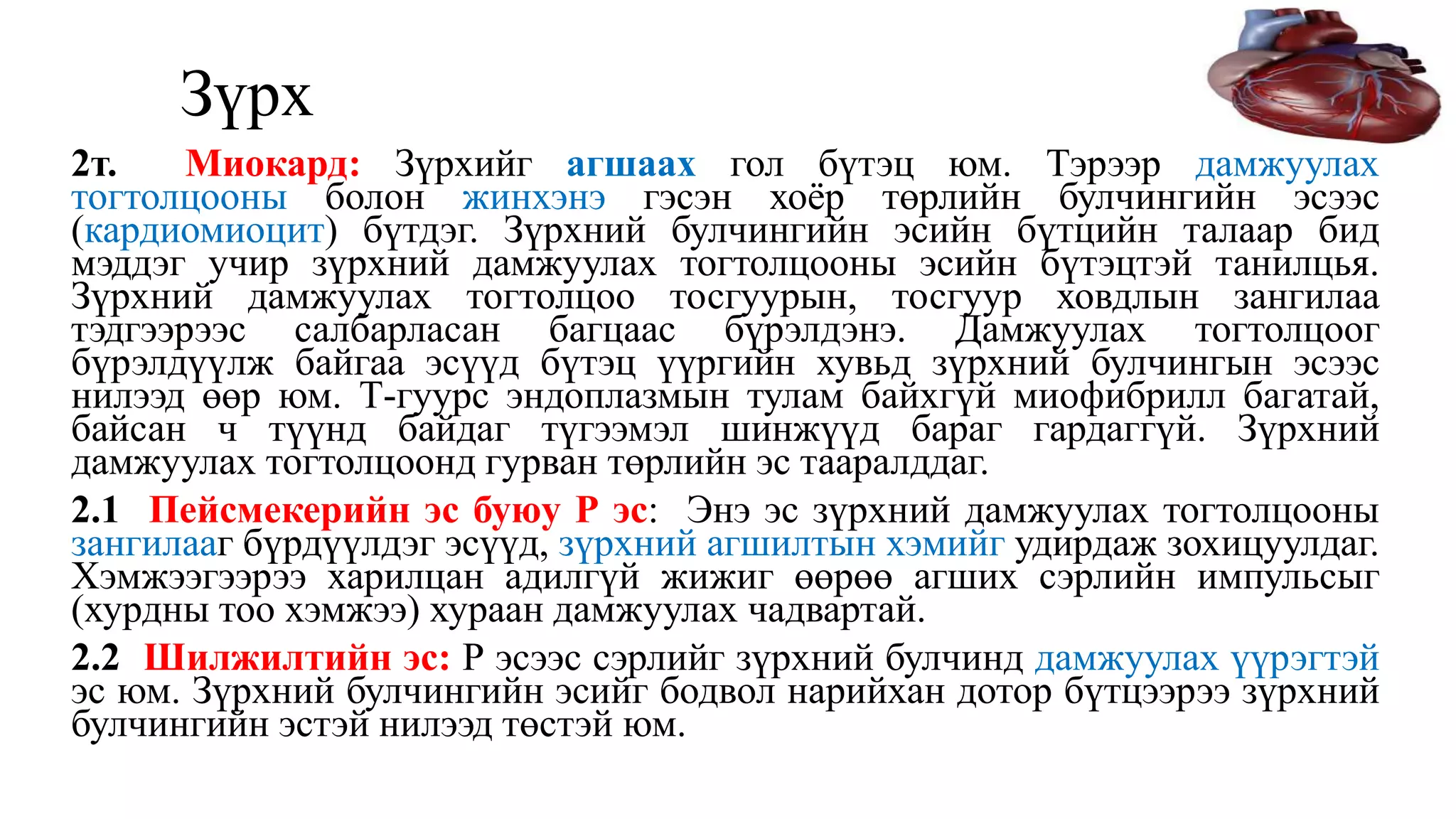 Зүрх
2т. Миокард: Зүрхийг агшаах гол бүтэц юм. Тэрээр дамжуулах
тогтолцооны болон жинхэнэ гэсэн хоёр төрлийн булчингийн эсээс
(кардиомиоцит) бүтдэг. Зүрхний булчингийн эсийн бүтцийн талаар бид
мэддэг учир зүрхний дамжуулах тогтолцооны эсийн бүтэцтэй танилцья.
Зүрхний дамжуулах тогтолцоо тосгуурын, тосгуур ховдлын зангилаа
тэдгээрээс салбарласан багцаас бүрэлдэнэ. Дамжуулах тогтолцоог
бүрэлдүүлж байгаа эсүүд бүтэц үүргийн хувьд зүрхний булчингын эсээс
нилээд өөр юм. Т-гуурс эндоплазмын тулам байхгүй миофибрилл багатай,
байсан ч түүнд байдаг түгээмэл шинжүүд бараг гардаггүй. Зүрхний
дамжуулах тогтолцоонд гурван төрлийн эс тааралддаг.
2.1 Пейсмекерийн эс буюу Р эс: Энэ эс зүрхний дамжуулах тогтолцооны
зангилааг бүрдүүлдэг эсүүд, зүрхний агшилтын хэмийг удирдаж зохицуулдаг.
Хэмжээгээрээ харилцан адилгүй жижиг өөрөө агших сэрлийн импульсыг
(хурдны тоо хэмжээ) хураан дамжуулах чадвартай.
2.2 Шилжилтийн эс: Р эсээс сэрлийг зүрхний булчинд дамжуулах үүрэгтэй
эс юм. Зүрхний булчингийн эсийг бодвол нарийхан дотор бүтцээрээ зүрхний
булчингийн эстэй нилээд төстэй юм.
 