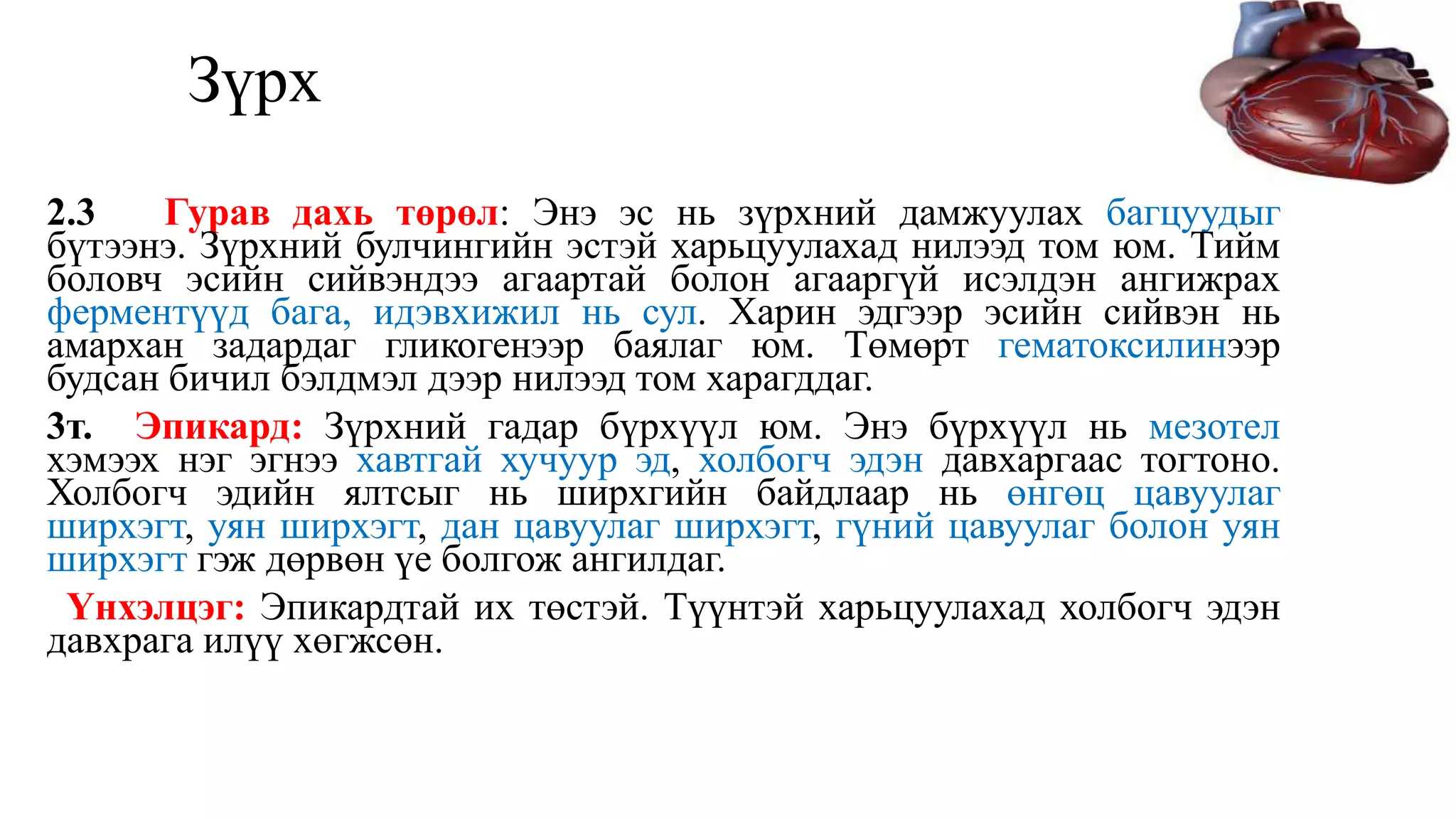 Зүрх
2.3 Гурав дахь төрөл: Энэ эс нь зүрхний дамжуулах багцуудыг
бүтээнэ. Зүрхний булчингийн эстэй харьцуулахад нилээд том юм. Тийм
боловч эсийн сийвэндээ агаартай болон агааргүй исэлдэн ангижрах
ферментүүд бага, идэвхижил нь сул. Харин эдгээр эсийн сийвэн нь
амархан задардаг гликогенээр баялаг юм. Төмөрт гематоксилинээр
будсан бичил бэлдмэл дээр нилээд том харагддаг.
3т. Эпикард: Зүрхний гадар бүрхүүл юм. Энэ бүрхүүл нь мезотел
хэмээх нэг эгнээ хавтгай хучуур эд, холбогч эдэн давхаргаас тогтоно.
Холбогч эдийн ялтсыг нь ширхгийн байдлаар нь өнгөц цавуулаг
ширхэгт, уян ширхэгт, дан цавуулаг ширхэгт, гүний цавуулаг болон уян
ширхэгт гэж дөрвөн үе болгож ангилдаг.
Үнхэлцэг: Эпикардтай их төстэй. Түүнтэй харьцуулахад холбогч эдэн
давхрага илүү хөгжсөн.
 
