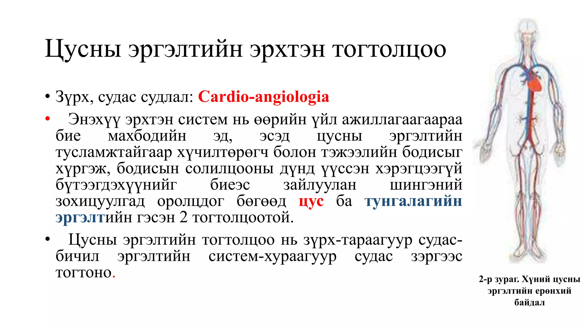 Цусны эргэлтийн эрхтэн тогтолцоо
• Зүрх, судас судлал: Cardio-angiologia
• Энэхүү эрхтэн систем нь өөрийн үйл ажиллагаагаараа
бие махбодийн эд, эсэд цусны эргэлтийн
тусламжтайгаар хүчилтөрөгч болон тэжээлийн бодисыг
хүргэж, бодисын солилцооны дүнд үүссэн хэрэгцээгүй
бүтээгдэхүүнийг биеэс зайлуулан шингэний
зохицуулгад оролцдог бөгөөд цус ба тунгалагийн
эргэлтийн гэсэн 2 тогтолцоотой.
• Цусны эргэлтийн тогтолцоо нь зүрх-тараагуур судас-
бичил эргэлтийн систем-хураагуур судас зэргээс
тогтоно. 2-р зураг. Хүний цусны
эргэлтийн ерөнхий
байдал
 