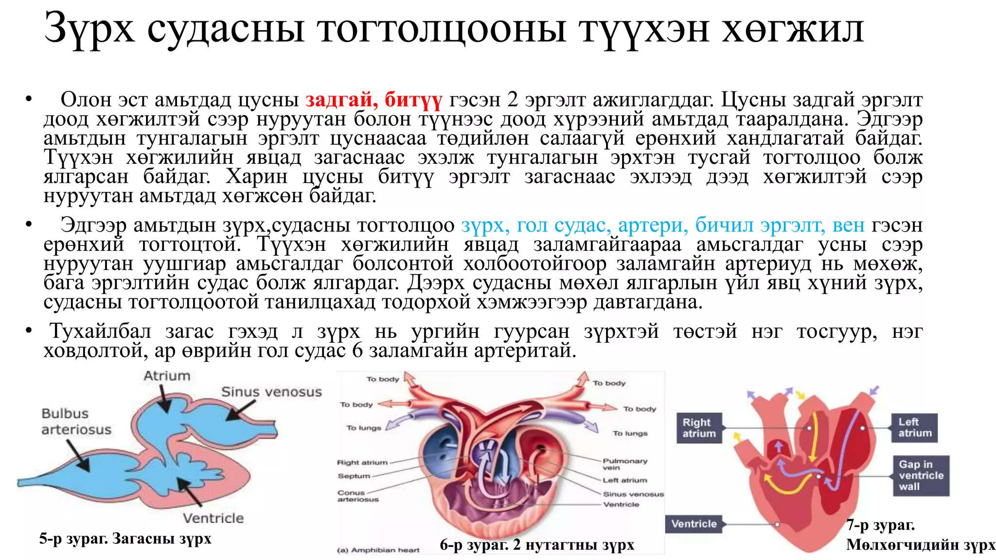 Зүрх судасны тогтолцооны түүхэн хөгжил
• Олон эст амьтдад цусны задгай, битүү гэсэн 2 эргэлт ажиглагддаг. Цусны задгай эргэлт
доод хөгжилтэй сээр нуруутан болон түүнээс доод хүрээний амьтдад тааралдана. Эдгээр
амьтдын тунгалагын эргэлт цуснаасаа төдийлөн салаагүй ерөнхий хандлагатай байдаг.
Түүхэн хөгжилийн явцад загаснаас эхэлж тунгалагын эрхтэн тусгай тогтолцоо болж
ялгарсан байдаг. Харин цусны битүү эргэлт загаснаас эхлээд дээд хөгжилтэй сээр
нуруутан амьтдад хөгжсөн байдаг.
• Эдгээр амьтдын зүрх,судасны тогтолцоо зүрх, гол судас, артери, бичил эргэлт, вен гэсэн
ерөнхий тогтоцтой. Түүхэн хөгжилийн явцад заламгайгаараа амьсгалдаг усны сээр
нуруутан уушгиар амьсгалдаг болсонтой холбоотойгоор заламгайн артериуд нь мөхөж,
бага эргэлтийн судас болж ялгардаг. Дээрх судасны мөхөл ялгарлын үйл явц хүний зүрх,
судасны тогтолцоотой танилцахад тодорхой хэмжээгээр давтагдана.
• Тухайлбал загас гэхэд л зүрх нь ургийн гуурсан зүрхтэй төстэй нэг тосгуур, нэг
ховдолтой, ар өврийн гол судас 6 заламгайн артеритай.
5-р зураг. Загасны зүрх
7-р зураг.
Мөлхөгчидийн зүрх6-р зураг. 2 нутагтны зүрх
 