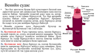 Цусны эргэлтийн эрхтэн тогтолцоо | PPT