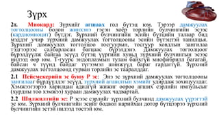 Цусны эргэлтийн эрхтэн тогтолцоо | PPT