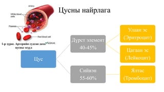 Цусны эргэлтийн эрхтэн тогтолцоо | PPT