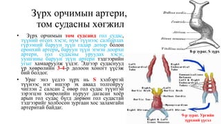 Цусны эргэлтийн эрхтэн тогтолцоо | PPT