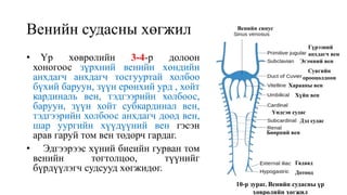 Цусны эргэлтийн эрхтэн тогтолцоо | PPT