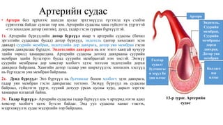 Цусны эргэлтийн эрхтэн тогтолцоо | PPT