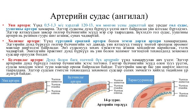 Цусны эргэлтийн эрхтэн тогтолцоо