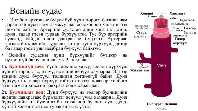 Цусны эргэлтийн эрхтэн тогтолцоо