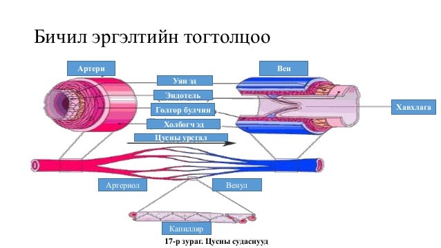 Цусны эргэлтийн эрхтэн тогтолцоо