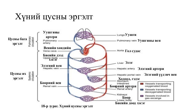 Цусны эргэлтийн эрхтэн тогтолцоо