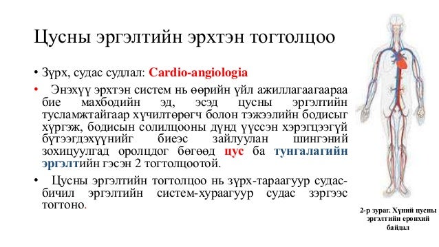 Цусны эргэлтийн эрхтэн тогтолцоо