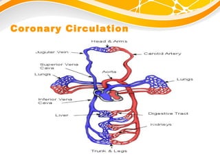 Blood circulation | PPT