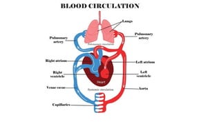 Blood Circulation in Human Body with Description | PPTX