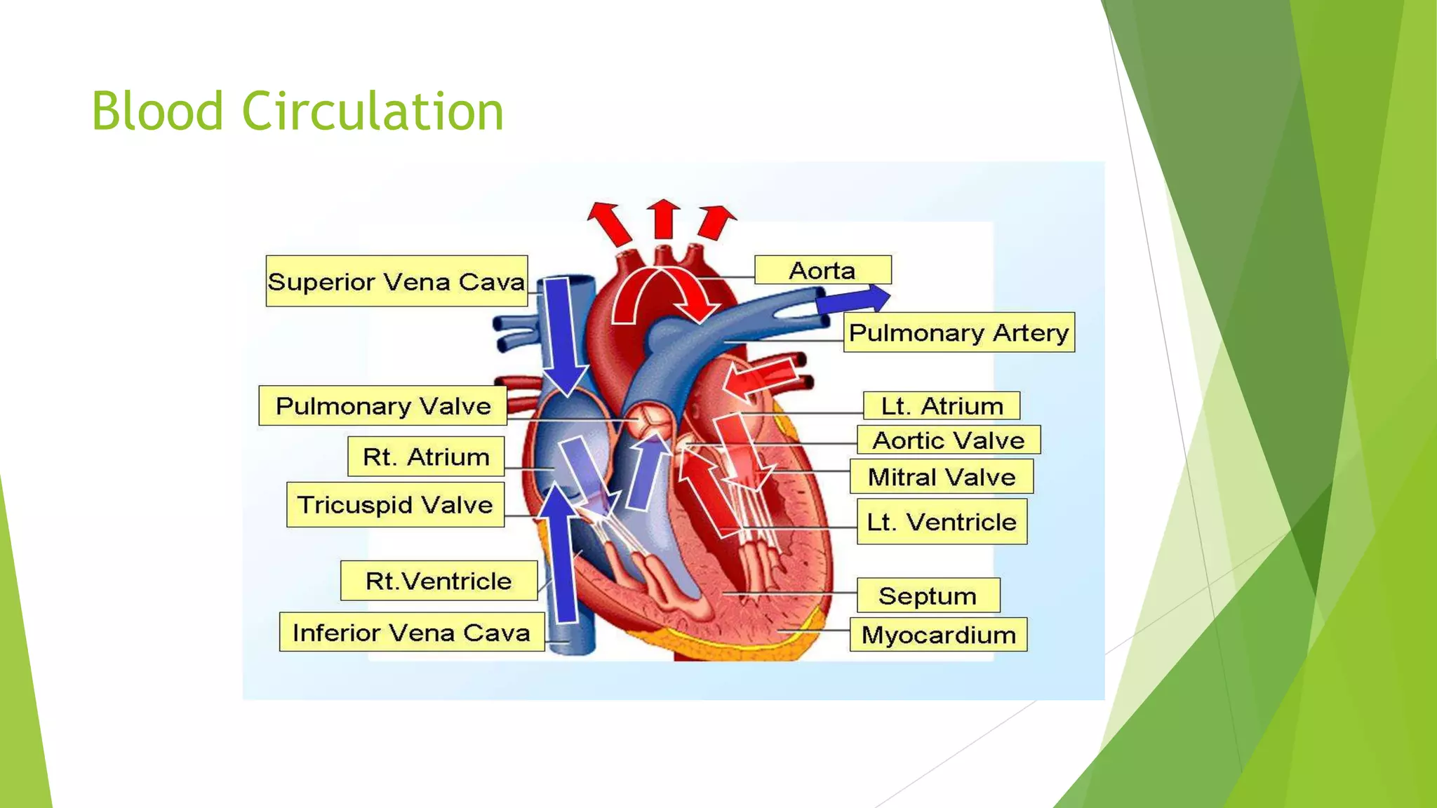 Blood circulation in Ayurveda | PPTX