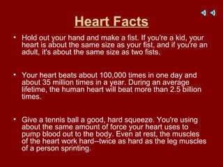 Heart Facts Hold out your hand and make a fist. If you're a kid, your heart is about the same size as your fist, and if you're an adult, it's about the same size as two fists.  Your heart beats about 100,000 times in one day and about 35 million times in a year. During an average lifetime, the human heart will beat more than 2.5 billion times.  Give a tennis ball a good, hard squeeze. You're using about the same amount of force your heart uses to pump blood out to the body. Even at rest, the muscles of the heart work hard--twice as hard as the leg muscles of a person sprinting.  