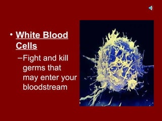 White Blood Cells Fight and kill germs that may enter your bloodstream 
