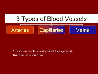 * Click on each blood vessel to explore its function in circulation 3 Types of Blood Vessels Arteries Capillaries Veins 