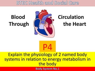 Blood Circulation
Through the Heart
P4
Explain the physiology of 2 named body
systems in relation to energy metabolism in
the body
 
