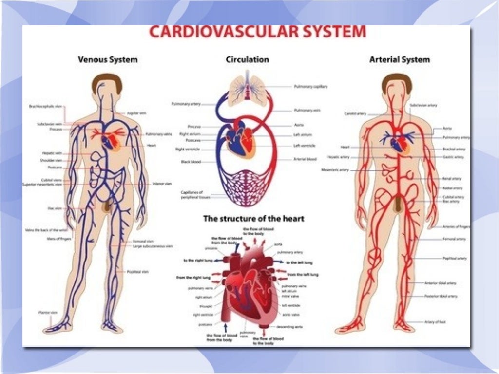 Blood Circulatory System