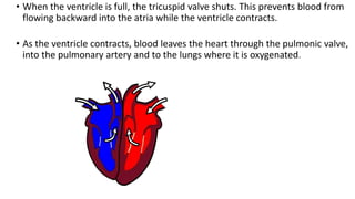 • When the ventricle is full, the tricuspid valve shuts. This prevents blood from
flowing backward into the atria while the ventricle contracts.
• As the ventricle contracts, blood leaves the heart through the pulmonic valve,
into the pulmonary artery and to the lungs where it is oxygenated.
 