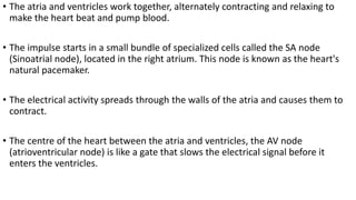 • The atria and ventricles work together, alternately contracting and relaxing to
make the heart beat and pump blood.
• The impulse starts in a small bundle of specialized cells called the SA node
(Sinoatrial node), located in the right atrium. This node is known as the heart's
natural pacemaker.
• The electrical activity spreads through the walls of the atria and causes them to
contract.
• The centre of the heart between the atria and ventricles, the AV node
(atrioventricular node) is like a gate that slows the electrical signal before it
enters the ventricles.
 