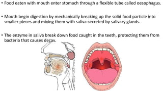 • Food eaten with mouth enter stomach through a flexible tube called oesophagus.
• Mouth begin digestion by mechanically breaking up the solid food particle into
smaller pieces and mixing them with saliva secreted by salivary glands.
• The enzyme in saliva break down food caught in the teeth, protecting them from
bacteria that causes decay.
 