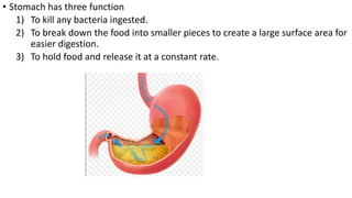 • Stomach has three function
1) To kill any bacteria ingested.
2) To break down the food into smaller pieces to create a large surface area for
easier digestion.
3) To hold food and release it at a constant rate.
 