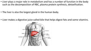 • Liver plays a major role in metabolism and has a number of function in the body
such as the decomposition of RBC, plasma protein synthesis, detoxification.
• The liver is also the largest gland in the human body.
• Liver makes a digestive juice called bile that helps digest fats and some vitamins.
 