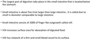 • The largest part of digestion take place in the small intestine that is located below
the stomach.
• Small intestine is about five time larger than large intestine , it is called due to
small in diameter comparable to large intestine.
• Small intestine consist of 1000 of finger like outgrowth called villi.
• Villi increases surface area for absorption of digested food.
• Villi has network of a thin and small blood vessel to its surface.
 