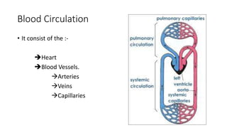 Blood Circulation
• It consist of the :-
Heart
Blood Vessels.
Arteries
Veins
Capillaries
 