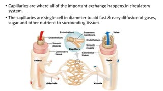 • Capillaries are where all of the important exchange happens in circulatory
system.
• The capillaries are single cell in diameter to aid fast & easy diffusion of gases,
sugar and other nutrient to surrounding tissues.
 