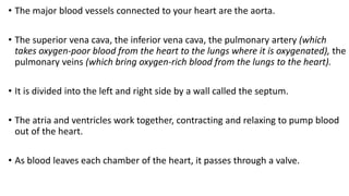 • The major blood vessels connected to your heart are the aorta.
• The superior vena cava, the inferior vena cava, the pulmonary artery (which
takes oxygen-poor blood from the heart to the lungs where it is oxygenated), the
pulmonary veins (which bring oxygen-rich blood from the lungs to the heart).
• It is divided into the left and right side by a wall called the septum.
• The atria and ventricles work together, contracting and relaxing to pump blood
out of the heart.
• As blood leaves each chamber of the heart, it passes through a valve.
 
