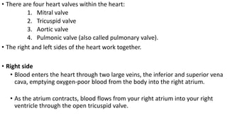 • There are four heart valves within the heart:
1. Mitral valve
2. Tricuspid valve
3. Aortic valve
4. Pulmonic valve (also called pulmonary valve).
• The right and left sides of the heart work together.
• Right side
• Blood enters the heart through two large veins, the inferior and superior vena
cava, emptying oxygen-poor blood from the body into the right atrium.
• As the atrium contracts, blood flows from your right atrium into your right
ventricle through the open tricuspid valve.
 