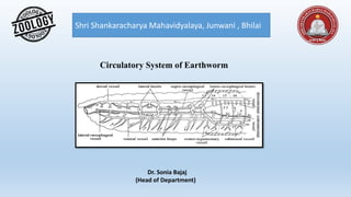 Shri Shankaracharya Mahavidyalaya, Junwani , Bhilai
Dr. Sonia Bajaj
(Head of Department)
Circulatory System of Earthworm
 