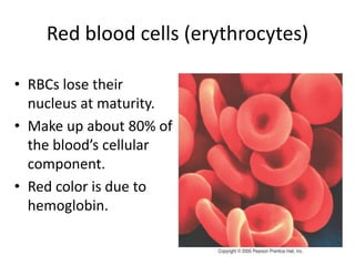 Red blood cells (erythrocytes)
• RBCs lose their
nucleus at maturity.
• Make up about 80% of
the blood’s cellular
component.
• Red color is due to
hemoglobin.
 